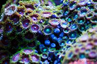 Assorted Zoas Thumbnail