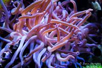 Long Tentacle Anemone Thumbnail