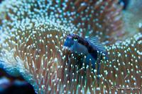 Dot Dash Blenny Thumbnail