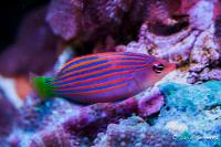 Six Line Wrasse Thumbnail