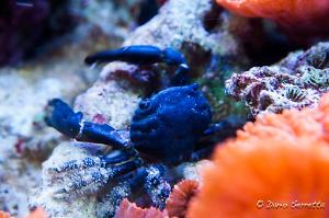 Black Emerald Crab Thumbnail