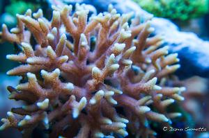 Birdsnest Coral Thumbnail