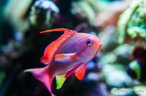 Lyretail Anthias Thumbnail