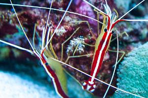 Red Line Cleaner Shrimp Thumbnail