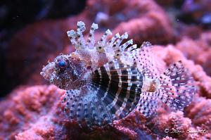 Fuzzy Dwarf Lionfish Thumbnail