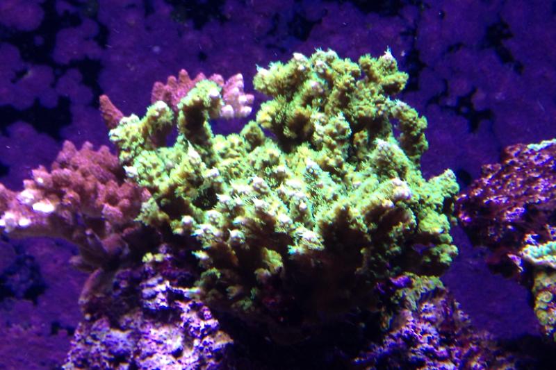 Rouselbs Main Reef Display Thumbnail