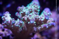 Humilis Acropora Coral Thumbnail