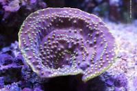 Cup Coral Turbinaria Thumbnail