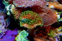 Clown Goby Green Thumbnail