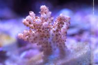 Red Table Acropora Thumbnail