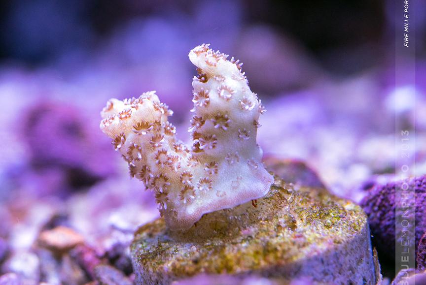 Fire Millepora