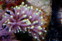 Torch Coral Thumbnail