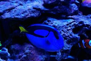 Blue Tang Thumbnail