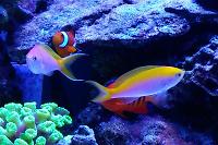 Bartlett's Anthias Thumbnail