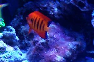 Flame Angelfish Thumbnail