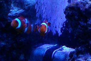 Ocellaris Clownfish Thumbnail