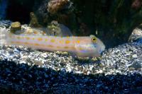 Diamond Watchman Goby Thumbnail