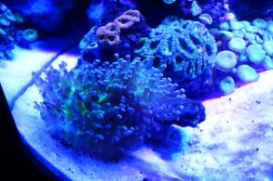 Biocube 29G Thumbnail