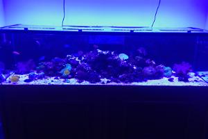 300g mixed reef Thumbnail