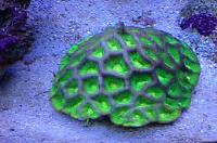 Brain Coral, Favites