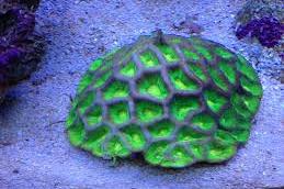 Brain Coral, Favites