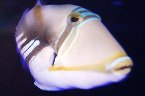 Humu Picasso Triggerfish Thumbnail