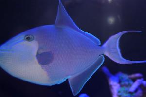 Niger Triggerfish Thumbnail