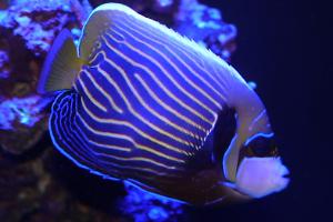 Emperor Angelfish Thumbnail