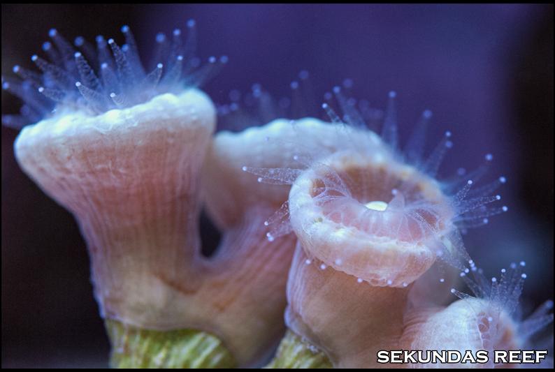 Caulastrea fringe