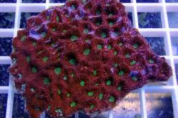 Tyree War Coral Thumbnail