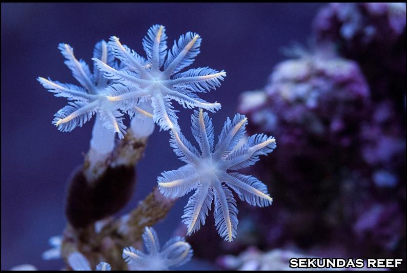 Glove Polyps