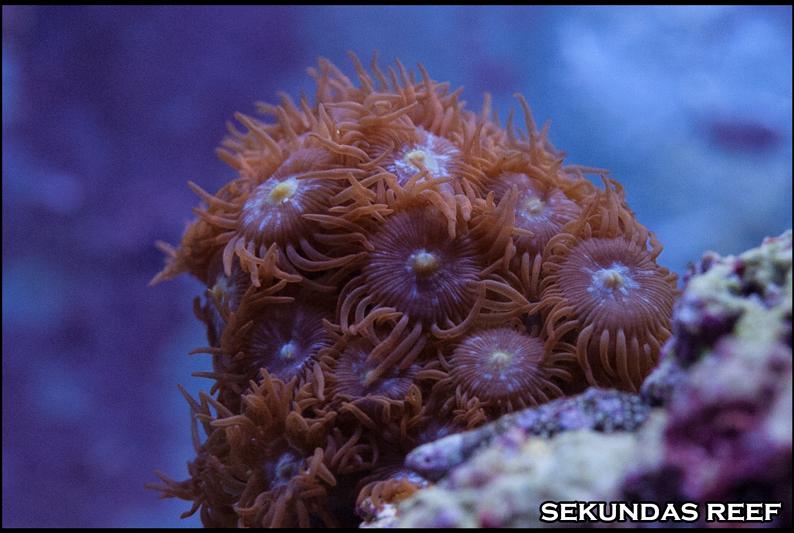 Unknown Zoas