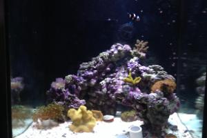 My Aquarium Thumbnail