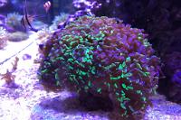 Hammer Anchor Coral Branching Thumbnail