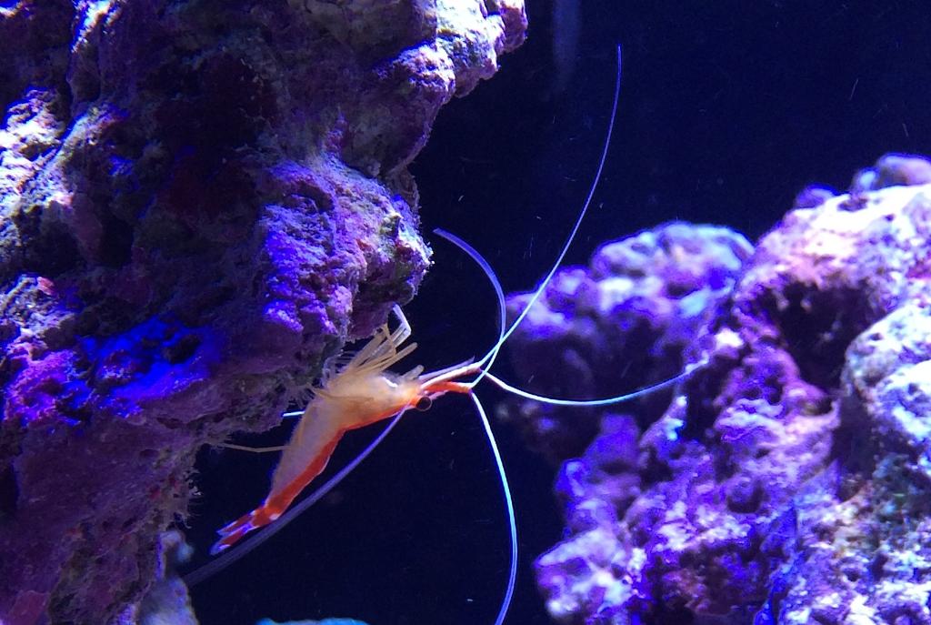 Red Line Cleaner Shrimp