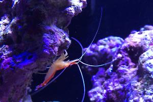 Red Line Cleaner Shrimp Thumbnail