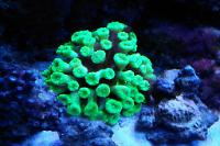 Candy Cane Coral Thumbnail