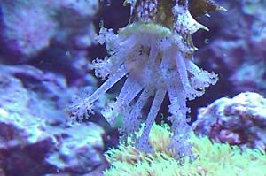 Sea Cucumber Thumbnail