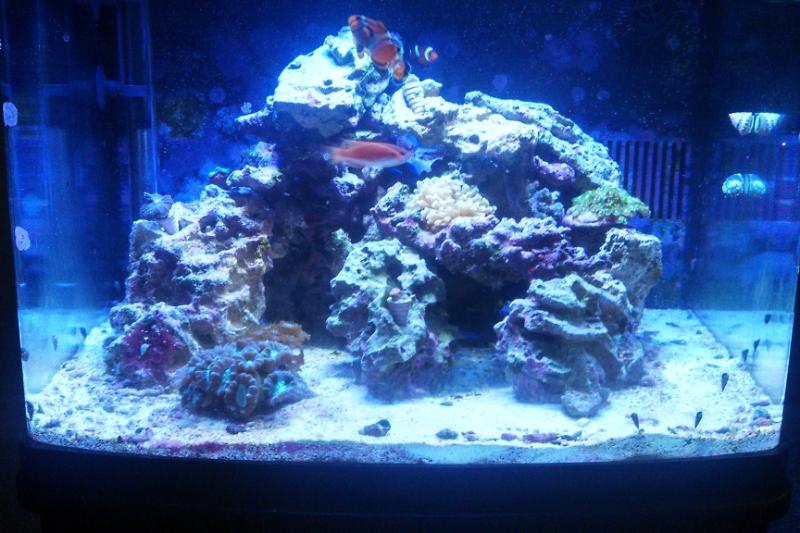 jskyn's 29G Reef Thumbnail