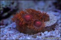 Zoanthid - Bam Bams Thumbnail