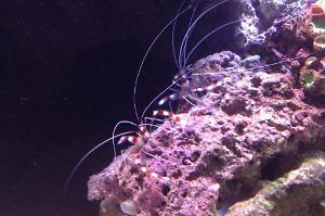 Banded Coral Shrimp Thumbnail