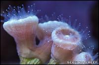 Trumpet Coral Thumbnail