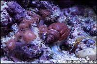 Super Tongan Nassarius Snail Thumbnail