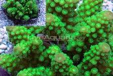 Humilis Acropora Coral