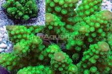 Humilis Acropora Coral