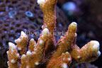 Branched Montipora Coral