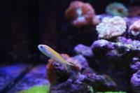 Pseudanthias Thumbnail