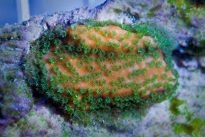 Sunset Montipora Thumbnail