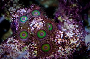 Rasta Zoanthids Thumbnail