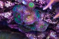 Lordhowensis Coral Thumbnail